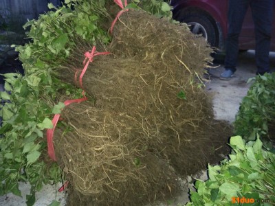 供应贵州何首乌种子，种苗及何首乌成品