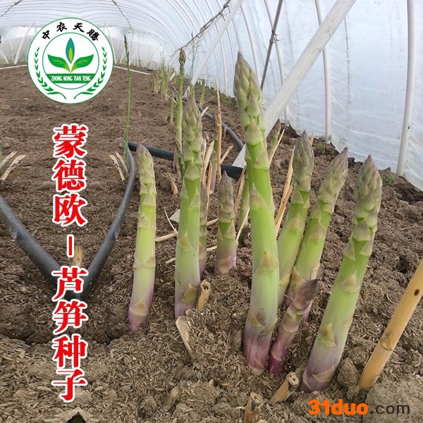 芦笋种子，芦笋种子价格，蒙德欧芦笋种子，进口芦笋种子