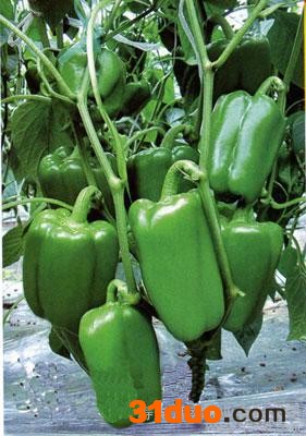 供应**辣椒种子/耐高温辣椒种子/高产辣椒种子/方果形辣椒种子