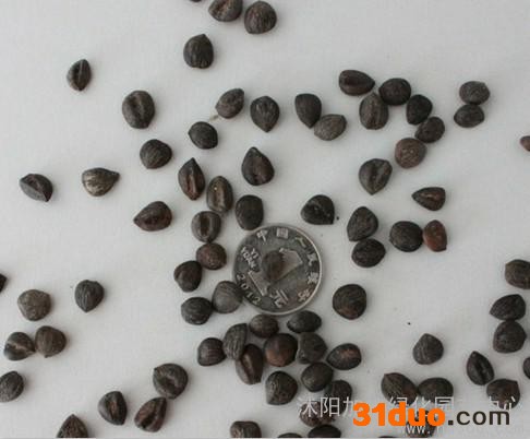 供应：厚朴种子，厚朴种子价格，厚朴种子批发，厚朴种子批发价格