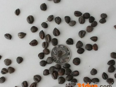 供应：厚朴种子，厚朴种子价格，厚朴种子批发，厚朴种子批发价格