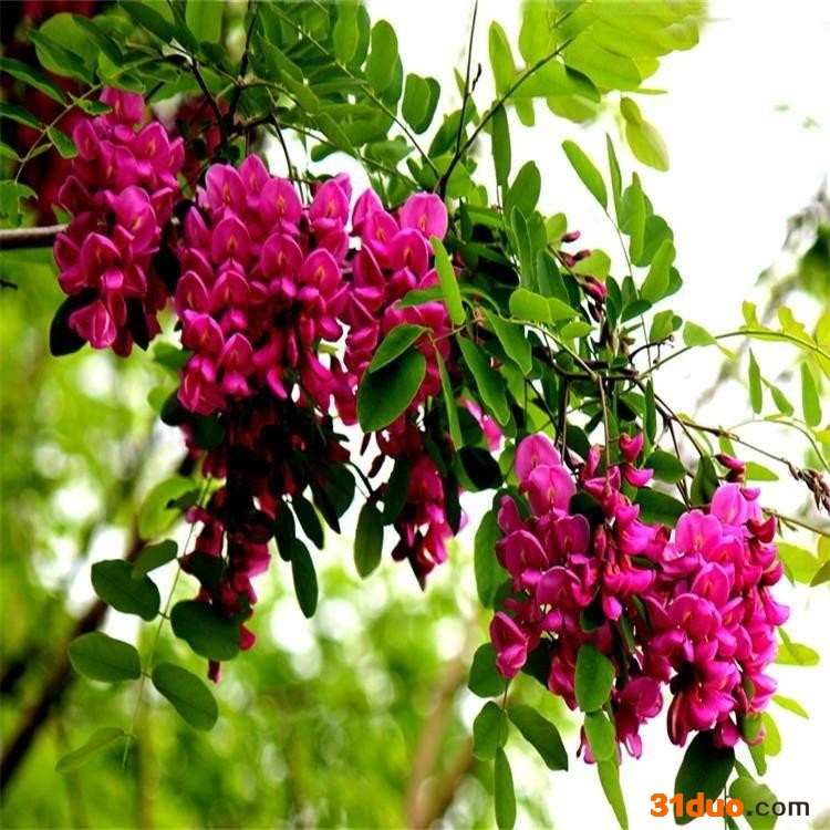 紫穗槐种子批发 耐寒耐旱护坡固土灌木紫穗槐种子批发