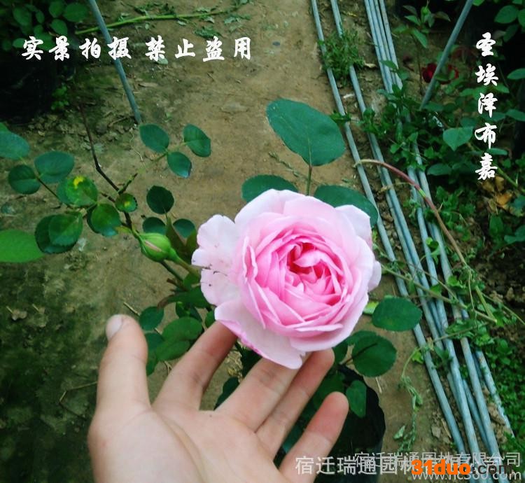 欧月苗爬藤本月季 圣埃泽布嘉小圣 庭院盆栽花卉进口月季苗绿植