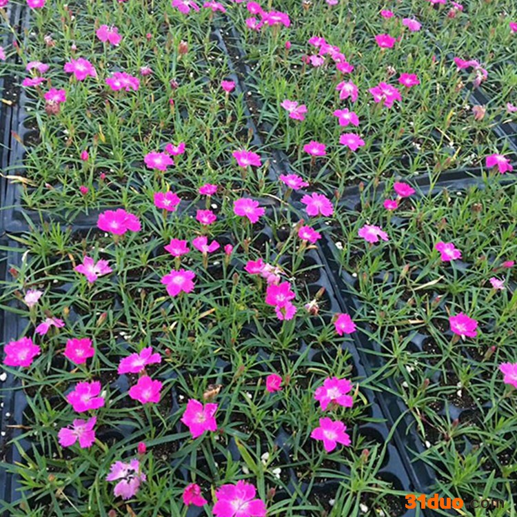 洪业  园林工程  绿化园林  花园苗圃  观赏花卉 名贵花种