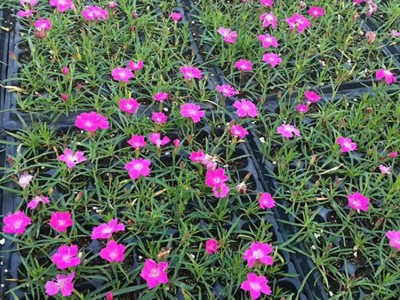 洪业  园林工程  绿化园林  花园苗圃  观赏花卉 名贵花种