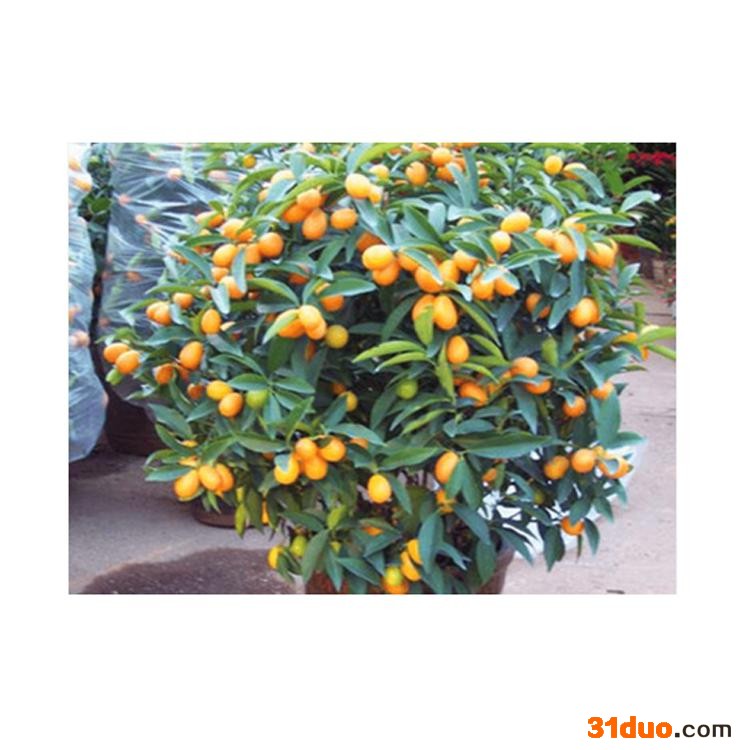 康乐轩 金桔果苗零售 花卉苗木批发