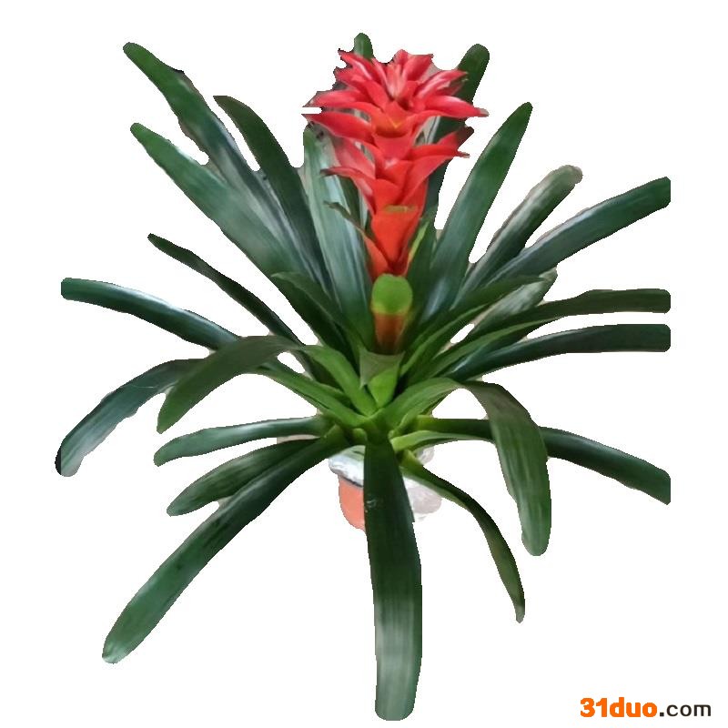 源头厂家【低价特惠】供应室内观赏花卉植物 凤梨科鸿（红）运当头5盆起批