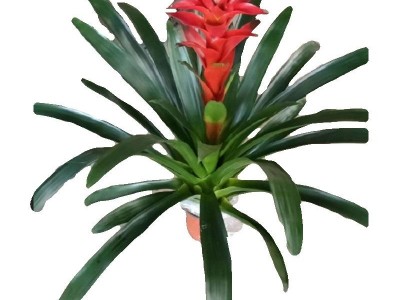 源头厂家【低价特惠】供应室内观赏花卉植物 凤梨科鸿（红）运当头5盆起批