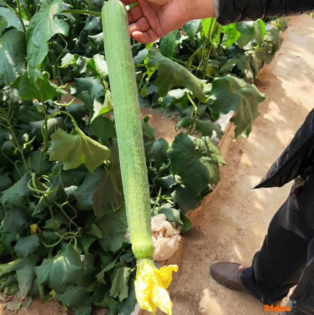 中绿丝瓜苗 肉丝瓜种子 美国中绿丝瓜苗 越夏耐热丝瓜苗 丝瓜种子 短丝瓜种子 40厘米左右长丝瓜苗