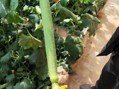 中绿丝瓜苗 肉丝瓜种子 美国中绿丝瓜苗 越夏耐热丝瓜苗 丝瓜种子 短丝瓜种子 40厘米左右长丝瓜苗