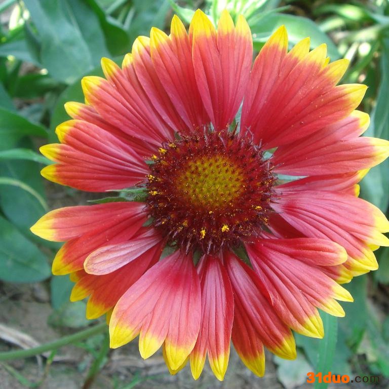 蓝翔园艺 GAI01 应酒泉蓝翔园艺 宿根  花卉种子  天人菊 红黄双色  种子批发 宿根花卉 天人菊 种子批发