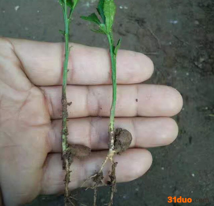 枸橘苗基地专业供应一年生枳壳苗枳壳小苗大量出售沙藏枳壳种子量大优惠