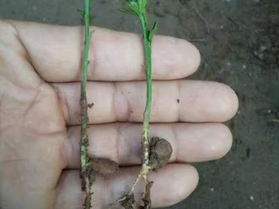 枸橘苗基地专业供应一年生枳壳苗枳壳小苗大量出售沙藏枳壳种子量大优惠