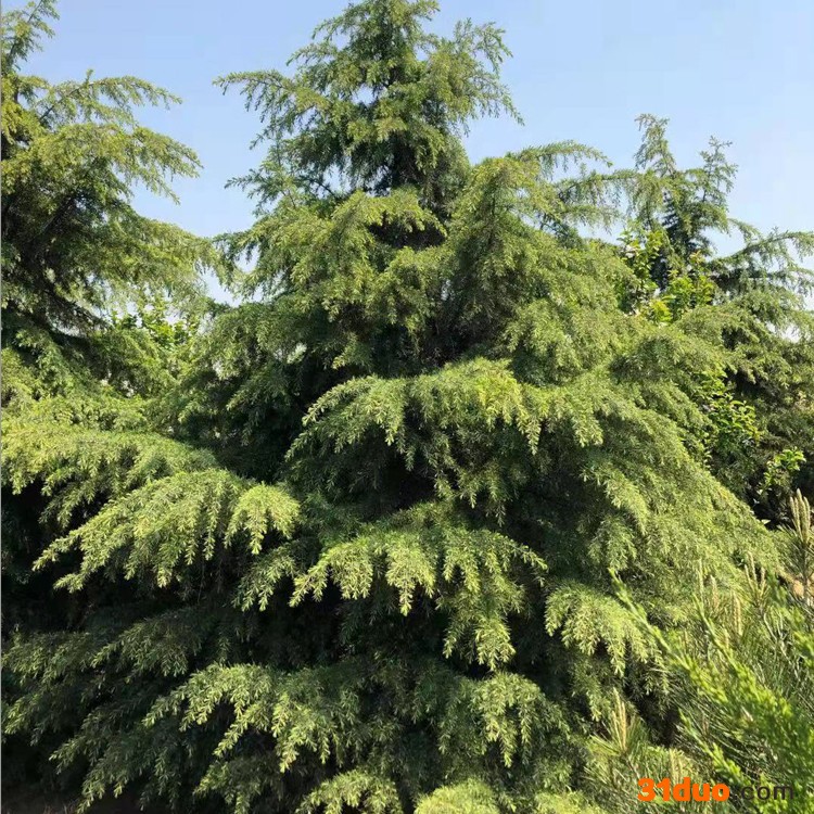 雪松树苗地栽四季常青 庭院耐寒绿化树苗 南北方种植雪松树苗