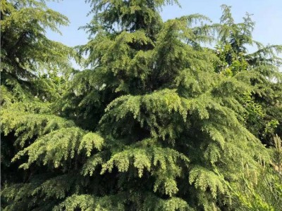 雪松树苗地栽四季常青 庭院耐寒绿化树苗 南北方种植雪松树苗