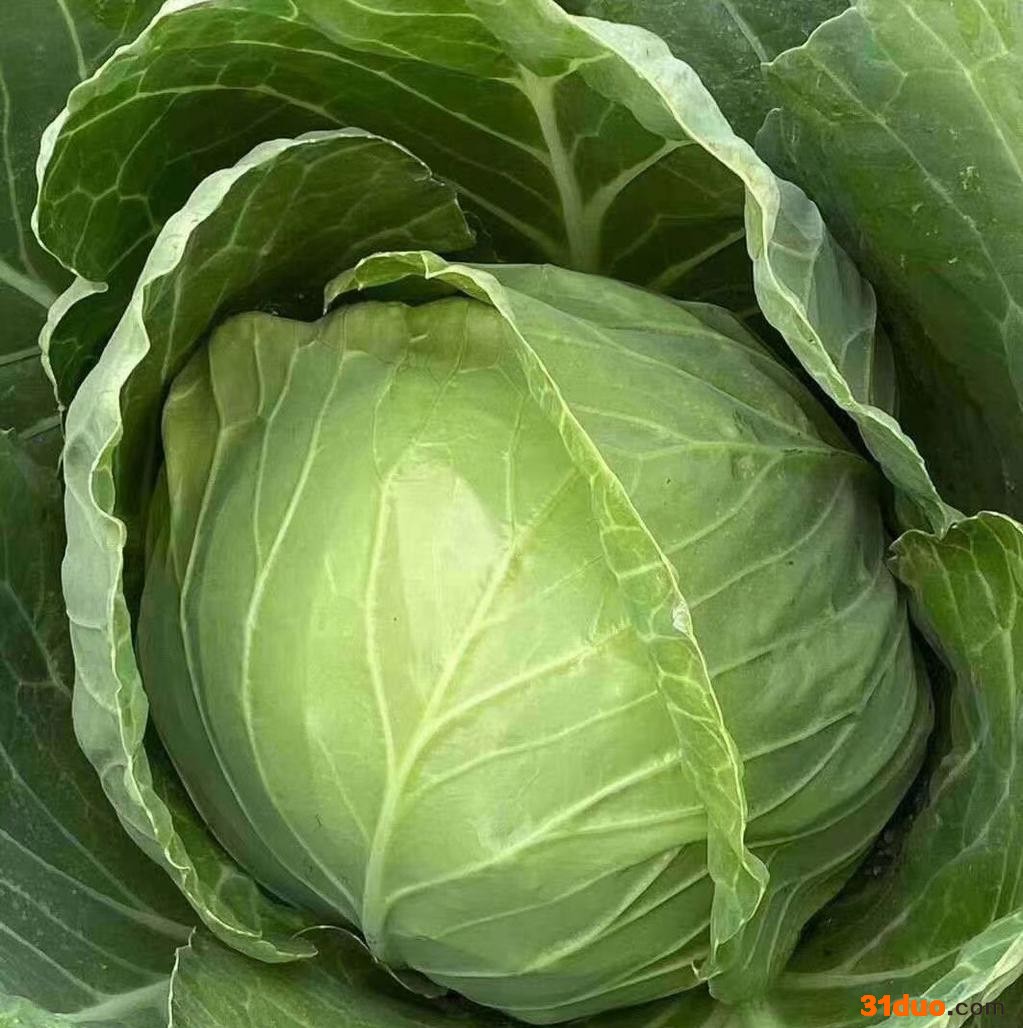 甘蓝种子 甘蓝种苗 紫甘蓝种苗 紫甘蓝种子 包菜苗 韩绿甘蓝苗 赛绿99甘蓝苗 耐热抗病露天高产甘蓝苗 进口甘蓝苗