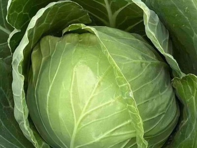 甘蓝种子 甘蓝种苗 紫甘蓝种苗 紫甘蓝种子 包菜苗 韩绿甘蓝苗 赛绿99甘蓝苗 耐热抗病露天高产甘蓝苗 进口甘蓝苗