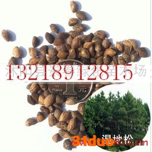 供应景春湿地松种子枫香种子南酸枣种子