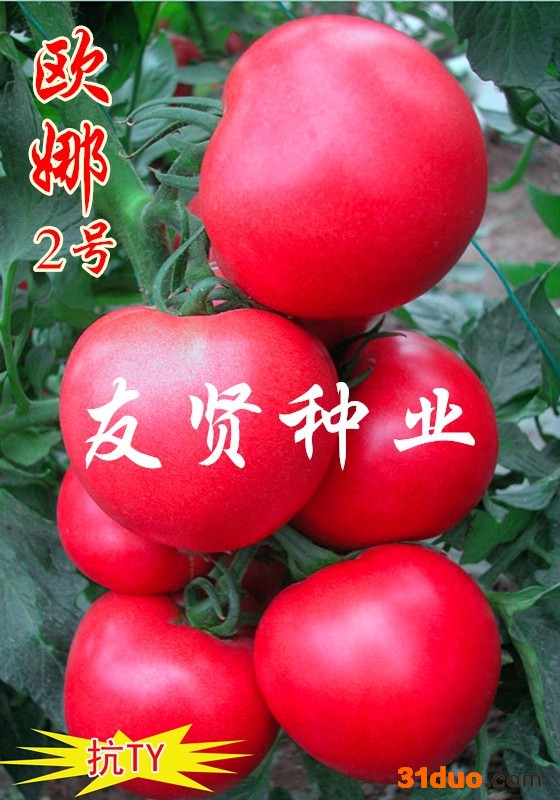欧娜2号番茄种子西红柿种子粉色大番茄种子 西红柿种子 高产番茄种子 进口番茄种子