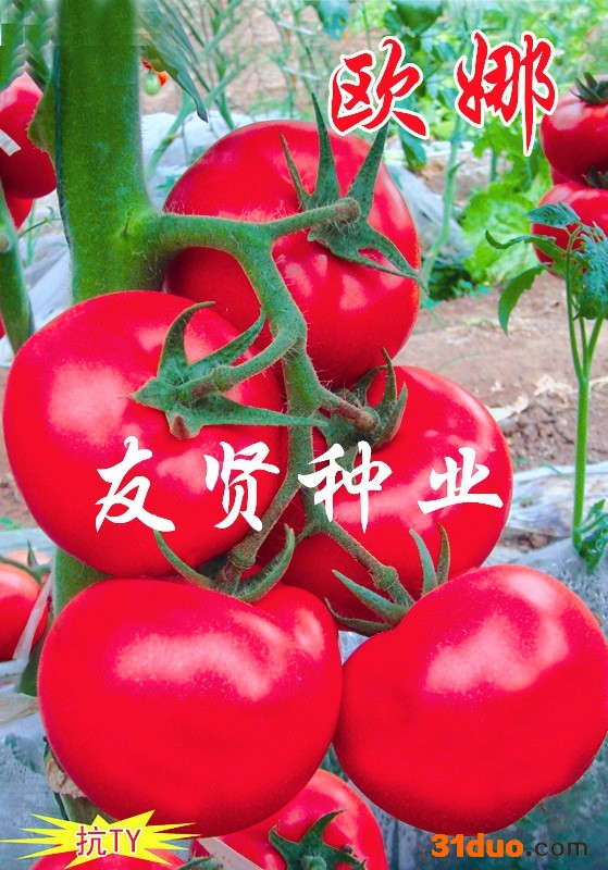 欧娜西红柿种子番茄种子粉色大番茄种子 高产番茄种子 进口番茄种子