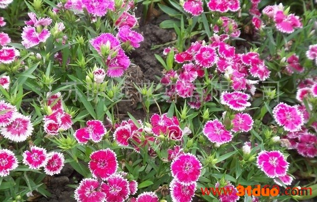 供应江苏明远石竹种子五寸石竹种子 石竹种子 草花种子