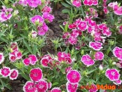 供应江苏明远石竹种子五寸石竹种子 石竹种子 草花种子