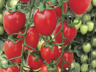 供应鸿禧鸿禧-番茄种子蔬菜种子/番茄种子/**番茄种子