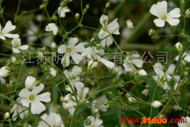 供应明远香雪球种子常年供应香雪球种子 花卉种子
