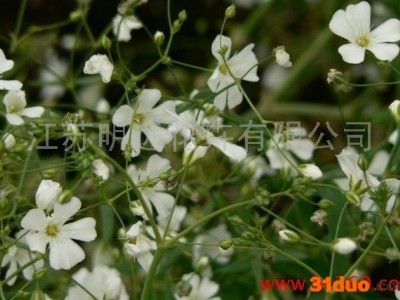 供应明远香雪球种子常年供应香雪球种子 花卉种子