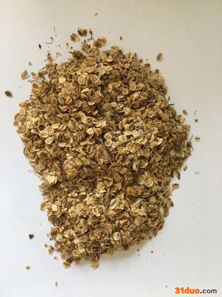 拓青 白芷种子 白芷 四川白芷种子白芷种子种