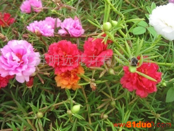 供应江苏明远松叶牡丹种子供应太阳花种子 松叶牡丹种子