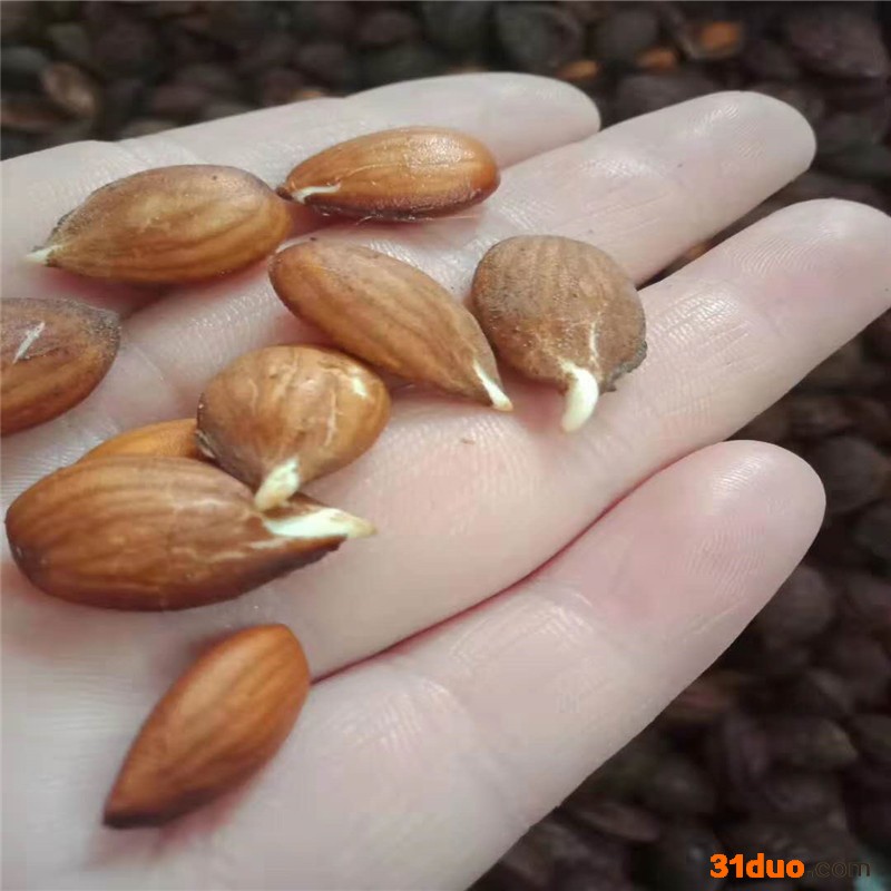 货源直销核桃种子 桃核种子批发  桃核种子种植方法 种子批发价格