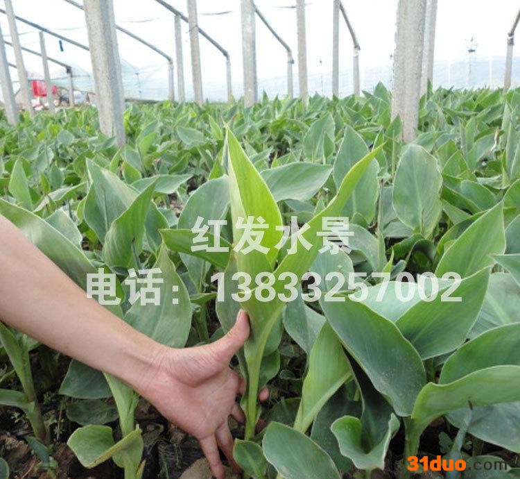 基地**美人蕉庭院别墅绿化水生花卉水生植物品种齐全