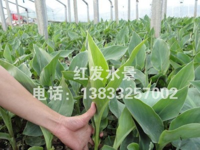 基地**美人蕉庭院别墅绿化水生花卉水生植物品种齐全