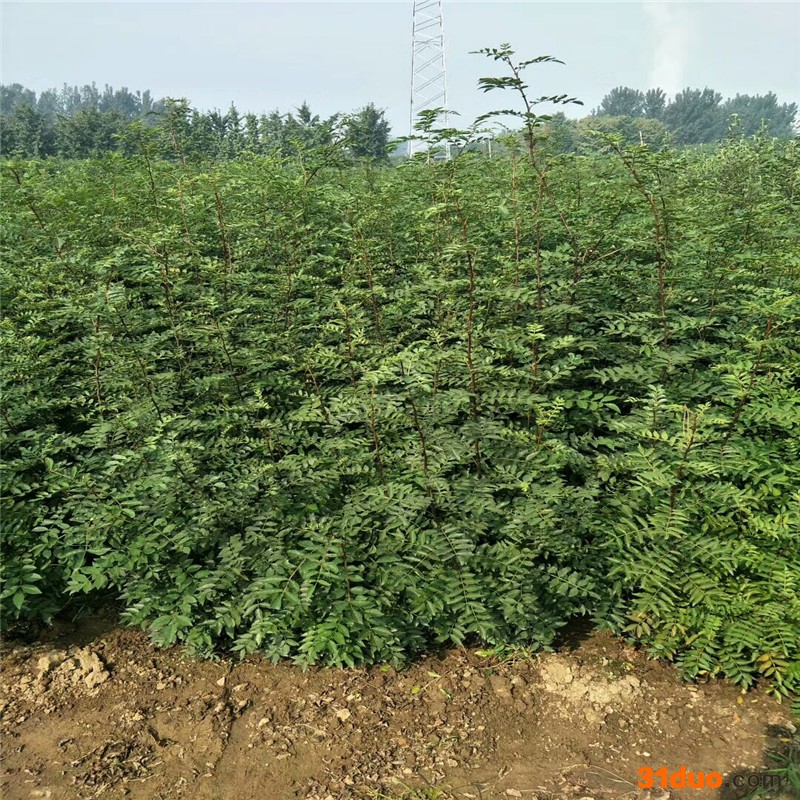 无刺大红袍花椒苗去哪买 嫁接的花椒苗 批发花椒种子