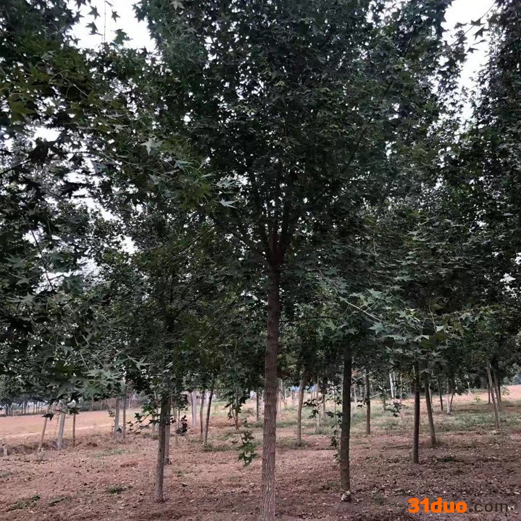 基地出售元宝枫树苗 园林绿化苗 庭院植物花卉枫叶景观植物