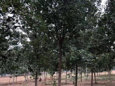 基地出售元宝枫树苗 园林绿化苗 庭院植物花卉枫叶景观植物