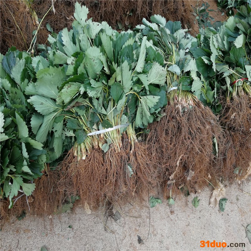 四季草莓种子奶油草莓 黑巴克 种子爬藤草莓 巨型草莓种子