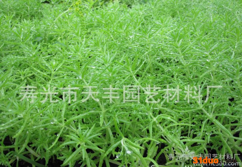 家庭园艺花卉有机营养土  播种育苗培养芽土 泥炭土2L