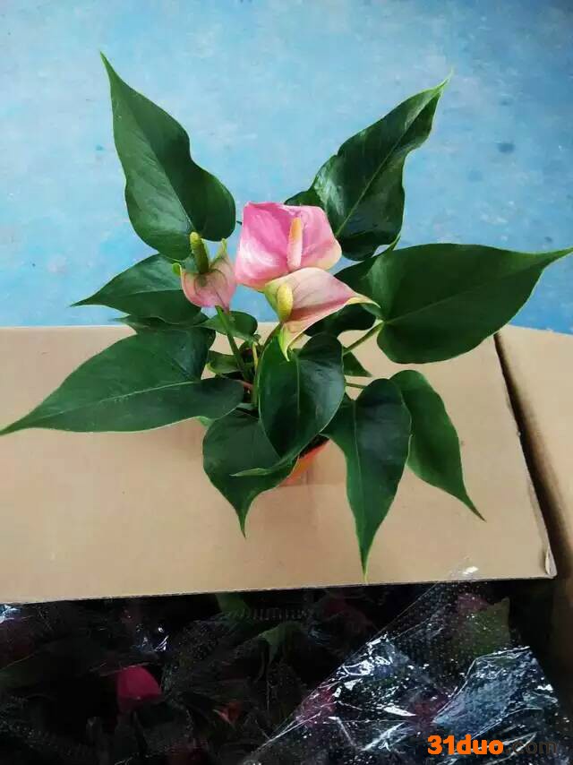 室内 花卉布置盆栽110# 粉掌