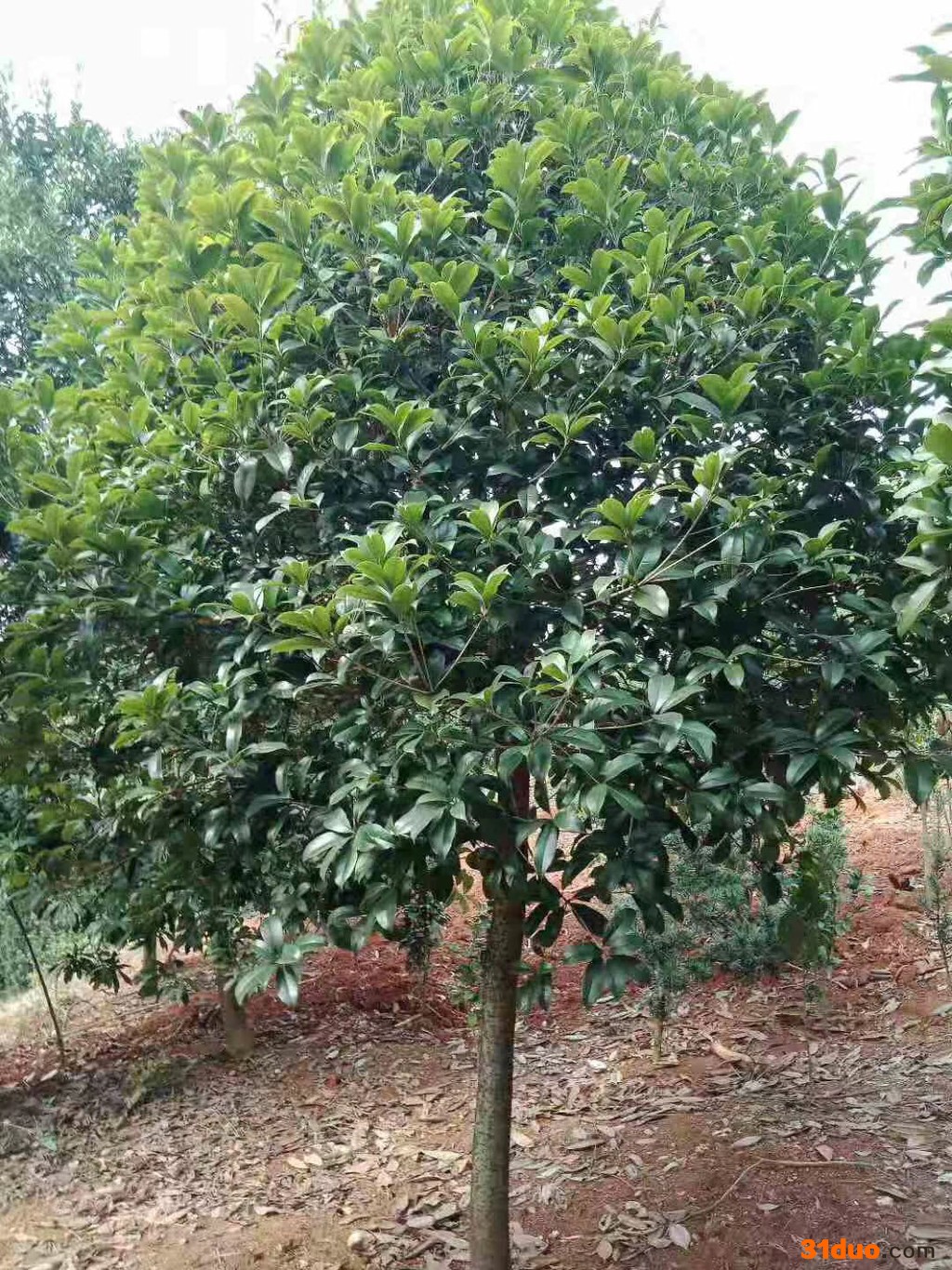 桂花树厂家 桂花树苗 桂花树 绿化苗木经营、园林绿化设计、施工于一体 苗木品种齐全