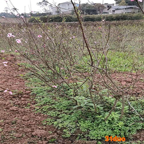 晚熟桃树苗 桃树苗幼苗 桃树苗 桃树苗价格  满晟农业