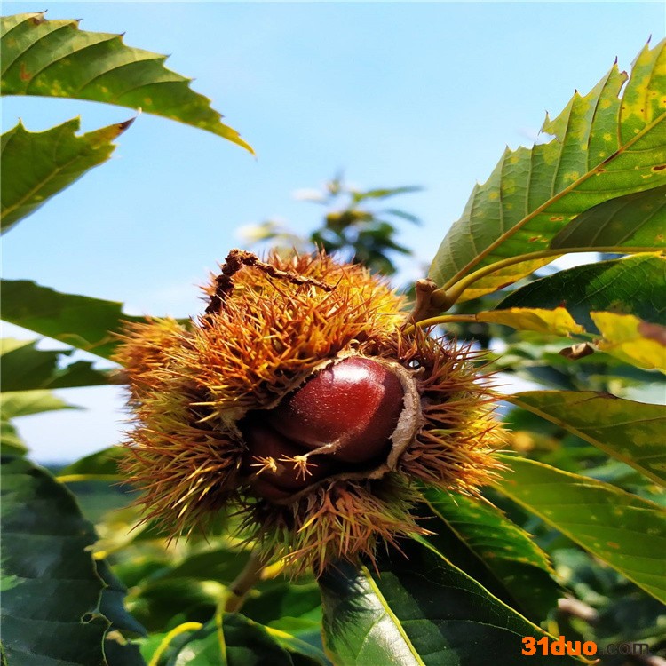 代民农业 批发出售板栗苗 盆栽地栽果树苗 华丰板栗苗 栗子树苗 易成活