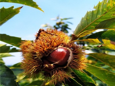 代民农业 批发出售板栗苗 盆栽地栽果树苗 华丰板栗苗 栗子树苗 易成活