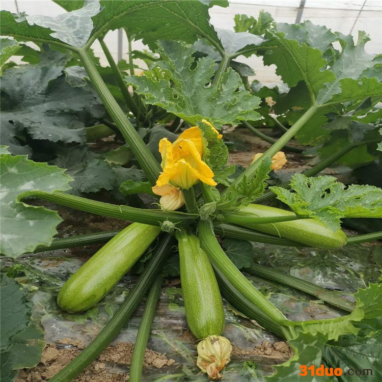 西葫芦苗 西葫芦种苗 518西葫芦种子 越夏耐高温西葫芦种子 秋延早春西葫芦种子 抗病毒西葫芦种子 绿霸2号西葫芦种子