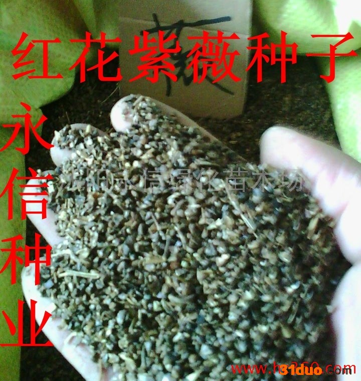 供应永信大花紫薇种子金丝楠木种子玫瑰种子