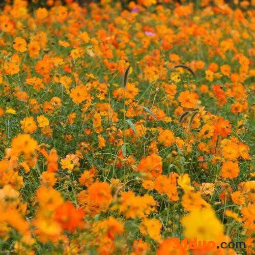 草坪种子有限公司 四季青草坪种子 高羊茅种子 早熟禾种子 黑麦草种子