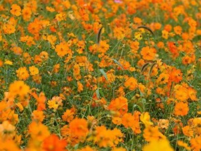 草坪种子有限公司 四季青草坪种子 高羊茅种子 早熟禾种子 黑麦草种子