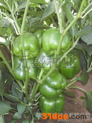 供应抗病甜椒种子|方形甜椒种子|早熟甜椒种子|寿光甜椒种子