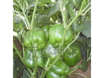 供应抗病甜椒种子|方形甜椒种子|早熟甜椒种子|寿光甜椒种子